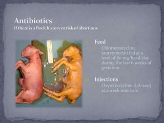 AntibioticsIf there is a flock history or risk of abortions<br />Feed<br />Chlortetracycline (aureomycin) fed at a level o...