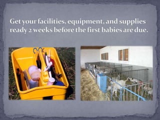 Get your facilities, equipment, and supplies ready 2 weeks before the first babies are due.<br />