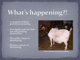 What’s happening?!<br />70 percent of fetal growth is occurring.<br />Ewe lambs and doe kids are still growing themselves!...