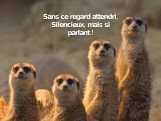 Sans ce regard attendri, Silencieux, mais si parlant ! 