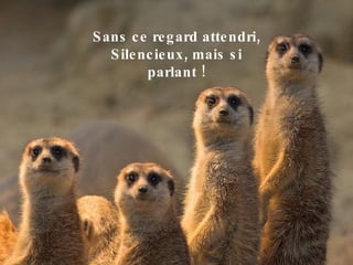 Sans ce regard attendri, Silencieux, mais si parlant ! 