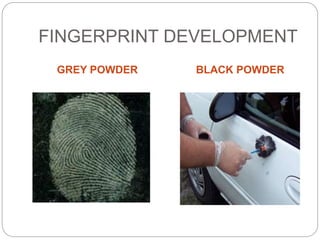 Latent fingerprint development | PPT | Makeup and Accessories | Beauty