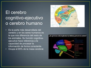 El cerebro
cognitivo-ejecutivo
o cerebro humano
• Es la parte más desarrollada del
cerebro y en los seres humanos es
la que nos diferencia del resto de
los animales. Su función cognitiva-
ejecutiva hace referencia a la
capacidad de procesar la
información de forma consciente.
• Ocupa el 85% de la masa cerebral.
 