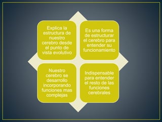 Explica la
estructura de
nuestro
cerebro desde
el punto de
vista evolutivo
Es una forma
de estructurar
el cerebro para
entender su
funcionamiento
Nuestro
cerebro se
desarrollo
incorporando
funciones mas
complejas
Indispensable
para entender
el resto de las
funciones
cerebrales
 