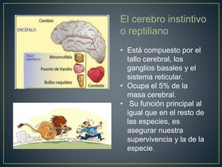 El cerebro instintivo
o reptiliano
• Está compuesto por el
tallo cerebral, los
ganglios basales y el
sistema reticular.
• Ocupa el 5% de la
masa cerebral.
• Su función principal al
igual que en el resto de
las especies, es
asegurar nuestra
supervivencia y la de la
especie.
 