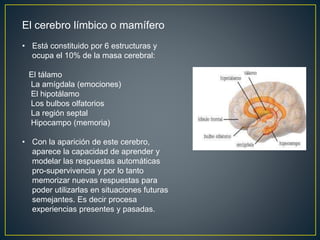El cerebro límbico o mamífero
• Está constituido por 6 estructuras y
ocupa el 10% de la masa cerebral:
El tálamo
La amígdala (emociones)
El hipotálamo
Los bulbos olfatorios
La región septal
Hipocampo (memoria)
• Con la aparición de este cerebro,
aparece la capacidad de aprender y
modelar las respuestas automáticas
pro-supervivencia y por lo tanto
memorizar nuevas respuestas para
poder utilizarlas en situaciones futuras
semejantes. Es decir procesa
experiencias presentes y pasadas.
 