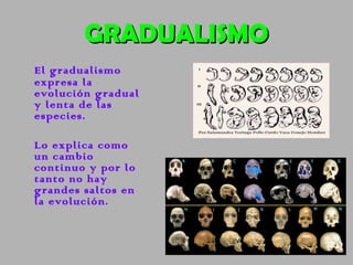 Gradualidad La tería evolutiva en la ciencia actual. | PPT