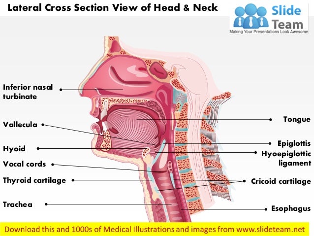 Lateral cross sectional view of head and neck laryngeal ... diagram of esophagus th head 