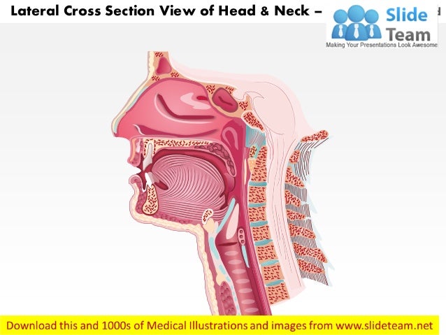 Lateral Cross Sectional View Of Head And Neck Laryngeal Anatomy Medic