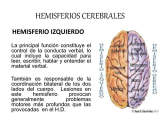 HEMISFERIOS CEREBRALES
HEMISFERIO IZQUIERDO
La principal función constituye el
control de la conducta verbal, lo
cual incl...