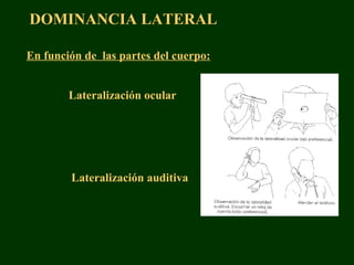 DOMINANCIA LATERAL
En función de las partes del cuerpo:
Lateralización ocular
Lateralización auditiva
 