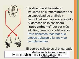 Hemisferios cerebrales
Se dice que el hemisferio
izquierdo es el “dominante” por
su capacidad de análisis y
control del l...