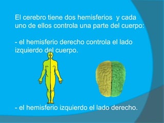 El cerebro tiene dos hemisferios y cada
uno de ellos controla una parte del cuerpo:

- el hemisferio derecho controla el l...