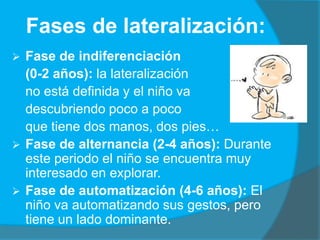 Fases de lateralización:
 Fase de indiferenciación
  (0-2 años): la lateralización
  no está definida y el niño va
  desc...
