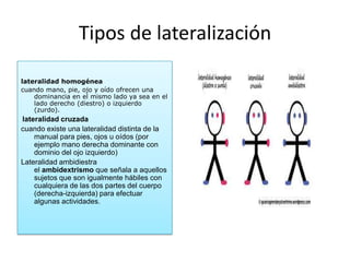 Tipos de lateralización
lateralidad homogénea
cuando mano, pie, ojo y oído ofrecen una
dominancia en el mismo lado ya sea en el
lado derecho (diestro) o izquierdo
(zurdo).

lateralidad cruzada
cuando existe una lateralidad distinta de la
manual para pies, ojos u oídos (por
ejemplo mano derecha dominante con
dominio del ojo izquierdo)
Lateralidad ambidiestra
el ambidextrismo que señala a aquellos
sujetos que son igualmente hábiles con
cualquiera de las dos partes del cuerpo
(derecha-izquierda) para efectuar
algunas actividades.

 