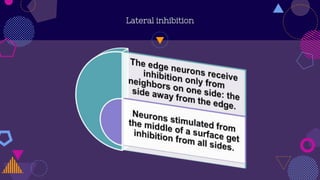 Lateral Inbition Lateral inhibition | PPSX
