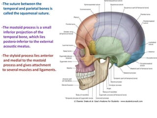 -The suture between the
temporal and parietal bones is
called the squamosal suture.
-The mastoid process is a small
inferior projection of the
temporal bone, which lies
postero-inferior to the external
acoustic meatus.
-The styloid process lies anterior
and medial to the mastoid
process and gives attachment
to several muscles and ligaments.
 