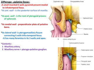 3)Pterygo - palatine fossa:-
-A small inverted 4 walls pyramid present medial
to infratemporal fossa.
*Its ant. wall - is the posterior surface of maxilla.
*Its post. wall - is the root of pterygoid process
of sphenoid.
*Its medial wall - prependicular plate of palatine
bone.
*Its lateral wall- is pterygomaxillary fissure
connecting it with infra-temporal fossa.
-It has many foramina in its 3 walls and apex.
*Contents:-
1 Maxillary artery.
2 Maxillary nerve + pterygo-palatine ganglion.
 