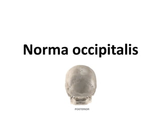 Norma occipitalis
 