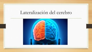Lateralización del cerebro
 