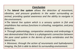 Lateral line system | PPTX