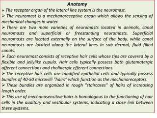 Lateral line system