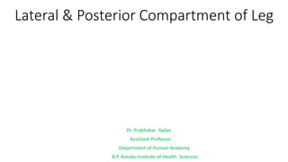 Lateral & Posterior Compartment of Leg
Dr. Prabhakar Yadav
Assistant Professor
Department of Human Anatomy
B.P. Koirala Institute of Health Sciences
 