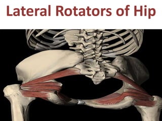 Lateral Rotators of Hip

 