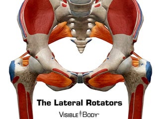 The Lateral Rotators
 