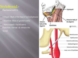 Styloid Function Lateral skull base anatomy and applied science by Dr, bomkar bam | PPTX
