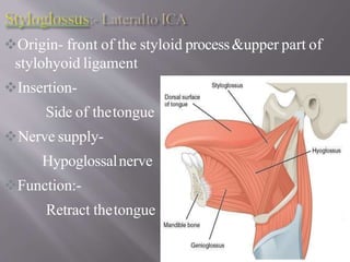 Styloid Function Lateral skull base anatomy and applied science by Dr, bomkar bam | PPTX