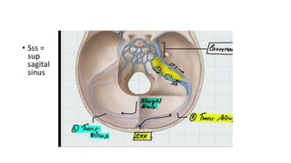 • Sss =
sup
sagital
sinus
 