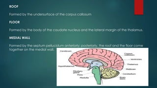 ROOF
Formed by the undersurface of the corpus callosum
FLOOR
Formed by the body of the caudate nucleus and the lateral margin of the thalamus.
MEDIAL WALL
Formed by the septum pellucidum anteriorly; posteriorly, the roof and the floor come
together on the medial wall.
 