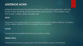 ANTERIOR HORN
extends forward into the frontal lobe. It is continuous posteriorly with the
body of the ventricle at the interventricular foramen. The anterior horn
has a roof, a floor, and a medial wall
ROOF
Formed by the undersurface of the anterior part of the corpus callosum; the genu
of the corpus callosum limits the anterior horn anteriorly.
FLOOR
Formed by the rounded head of the caudate nucleus
MEDIAL WALL
Formed by the septum pellucidum and the anterior column of the fornix
 