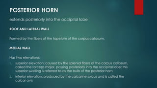 POSTERIOR HORN
extends posteriorly into the occipital lobe
ROOF AND LATERAL WALL
Formed by the fibers of the tapetum of the corpus callosum.
MEDIAL WALL
Has two elevations:
1. superior elevation: caused by the splenial fibers of the corpus callosum,
called the forceps major, passing posteriorly into the occipital lobe; this
superior swelling is referred to as the bulb of the posterior horn
2. inferior elevation: produced by the calcarine sulcus and is called the
calcar avis
 