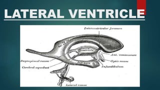 LATERAL VENTRICLE
 