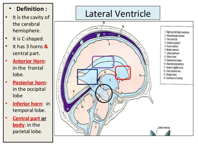 Lateral ventricle