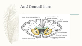 Ant( frontal) horn
 