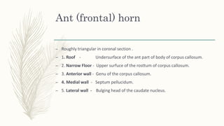 Ant (frontal) horn
– Roughly triangular in coronal section .
– 1. Roof - Undersurface of the ant part of body of corpus callosum.
– 2. Narrow Floor - Upper surfuce of the rosttum of corpus callosum.
– 3. Anterior wall - Genu of the corpus callosum.
– 4. Medial wall - Septum pellucidum.
– 5. Lateral wall - Bulging head of the caudate nucleus.
 
