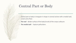 Central Part or Body
– Central part or body is triangular in shape in coronal section with a medial wall,
a roof, and a floor .
– The roof - Under surface of the body (trunk) of the corpus callosum.
– The medial wall - Septum pellucidum.
 
