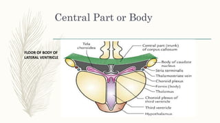 Central Part or Body
FLOOR OF BODY OF
LATERAL VENTRICLE
 