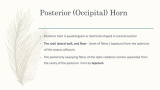 Posterior (Occipital) Horn
– Posterior hom is quadrangular or diamond-shaped in coronal section
– The roof, lateral wall, and floor - sheet of fibres ( tapetum) from the splenium
of the corpus callosum.
– The posteriorly sweeping fibres of the optic radiation remain separated from
the cavity of the posterior horn by tapetum
 