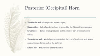 Posterior (Occipital) Horn
– The Medial wall is invaginated by two ridges;
– Upper ridge - Bulb of posterior hom is formed by the fibres of forceps major
Lower one - Calcar avis is produced by the anterior part of the calcarine
sulcus.
– The anterior wall - Medial part composed of the crus of the fornix as it wraps
around the posterior part of the pulvinar
– Lateral part - the pulvinar of the thalamus
 
