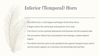 Inferior (Temporal) Horn
– The inferior horn is the largest and longest of the three horns.
– It begins where the central part and posterior horn meet.
– From here it curves ventrally downwards and forwards into the temporal lobe.
– The area where inferior hom and posterior horn diverge is called colateral
trigone.
– The inferior hom lies more or less parallel to the superior temporal sulcus and in
coronal section appears as a transverse-slit presenting roof and floor .
 
