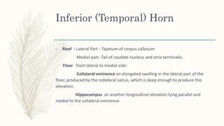 Inferior (Temporal) Horn
– Roof - Lateral Part - Tapetum of corpus callosum
Medial part -Tail of caudate nucleus and stria terminalis .
Floor from lateral to medial side:
Collateral eminence an elongated swelling in the lateral part of the
floor, produced by the collateral salcus, which is deep enough to produce this
elevation.
Hippocampus an another longitudinal elevation lying parallel and
medial to the collateral eminence.
 