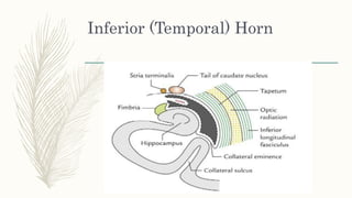 Inferior (Temporal) Horn
 