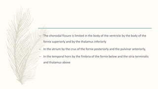 – The choroidal fissure is limited in the body of the ventricle by the body of the
fornix superiorly and by the thalamus inferiorly
– In the atrium by the crus of the fornix posteriorly and the pulvinar anteriorly,
– In the temporal horn by the fimbria of the fornix below and the stria terminalis
and thalamus above
 