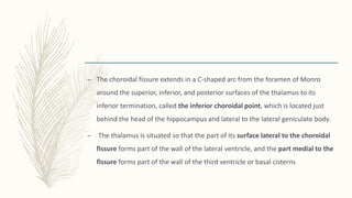 – The choroidal fissure extends in a C-shaped arc from the foramen of Monro
around the superior, inferior, and posterior surfaces of the thalamus to its
inferior termination, called the inferior choroidal point, which is located just
behind the head of the hippocampus and lateral to the lateral geniculate body.
– The thalamus is situated so that the part of its surface lateral to the choroidal
fissure forms part of the wall of the lateral ventricle, and the part medial to the
fissure forms part of the wall of the third ventricle or basal cisterns
 