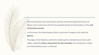 – The choroid plexus from each lateral ventricle extends through the foramen of
Monro and is continuous with the two parallel strands of choroid plexus in the roof
of the third ventricle.
– In the atrium, the choroid plexus forms a prominent triangular tuft called the
glomus.
– The edges of the thalamus and fornix bordering this choroidal fissure have small
ridges, called the teniae, along which the tela choroidea, the membrane in which
the choroid plexus arises, is attached..
 