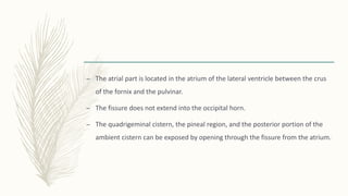 – The atrial part is located in the atrium of the lateral ventricle between the crus
of the fornix and the pulvinar.
– The fissure does not extend into the occipital horn.
– The quadrigeminal cistern, the pineal region, and the posterior portion of the
ambient cistern can be exposed by opening through the fissure from the atrium.
 